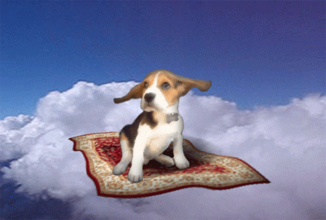 cute doggy
