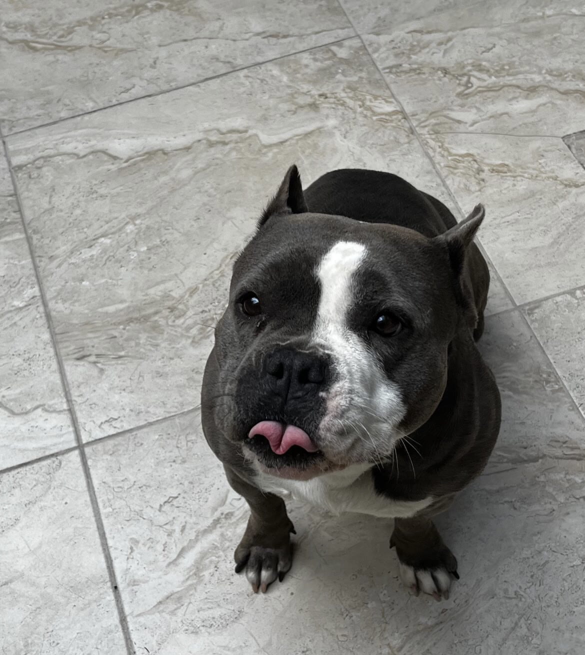 mi perrita